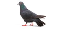 pigeon-631x3191